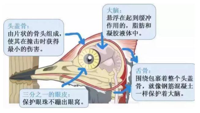 昆明安全帽，安全買冷知識(shí)你知道嗎？